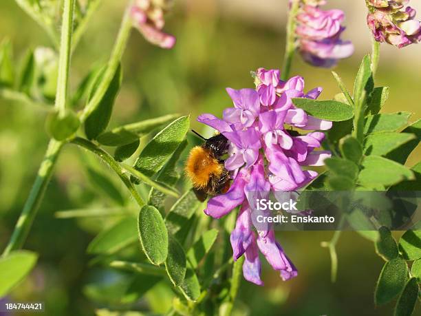 Moscardón En Vicia Cracca Foto de stock y más banco de imágenes de Abeja - Abeja, Ala de animal, Amarillo - Color