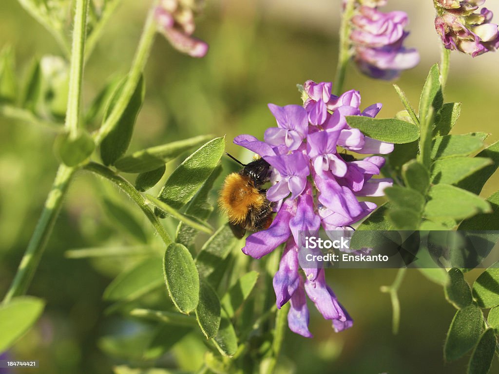 bumblebee na vicia cracca - Zbiór zdjęć royalty-free (Biały)