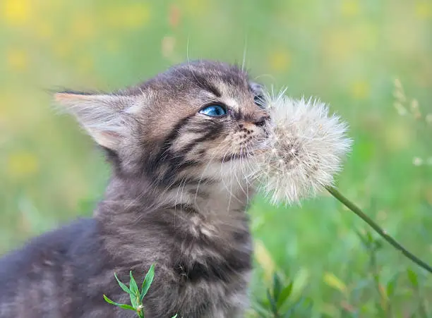 Photo of Kitten and Dandelion