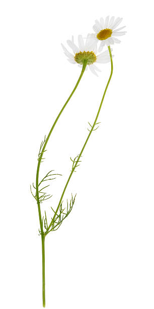 istock couple chamomile flowers on single stem 184745448