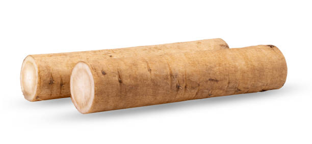 istock burdock roots or kobo isolated on white background 1847462099