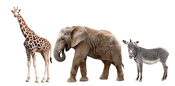 istock giraffes, elephant and zebras 184746813