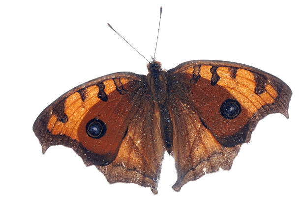 istock peacock pansy butterfly, Junonia almana 184746909