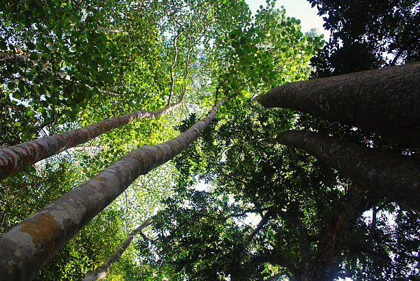 floresta - foto de acervo