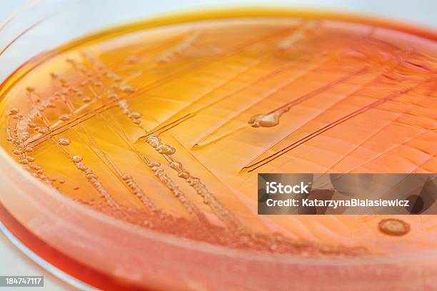 Orange Bacteria Stock Photo - Download Image Now - Petri Dish, Antibiotic, Agar Jelly