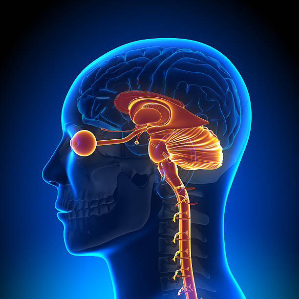 istock Brain Anatomy - Internal parts 184747555