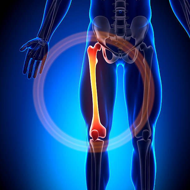 istock Femur - Anatomy Bones 184747559