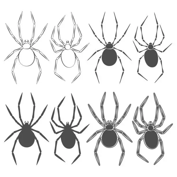 Vector illustration of Set of black and white illustrations with spider. Isolated vector objects.