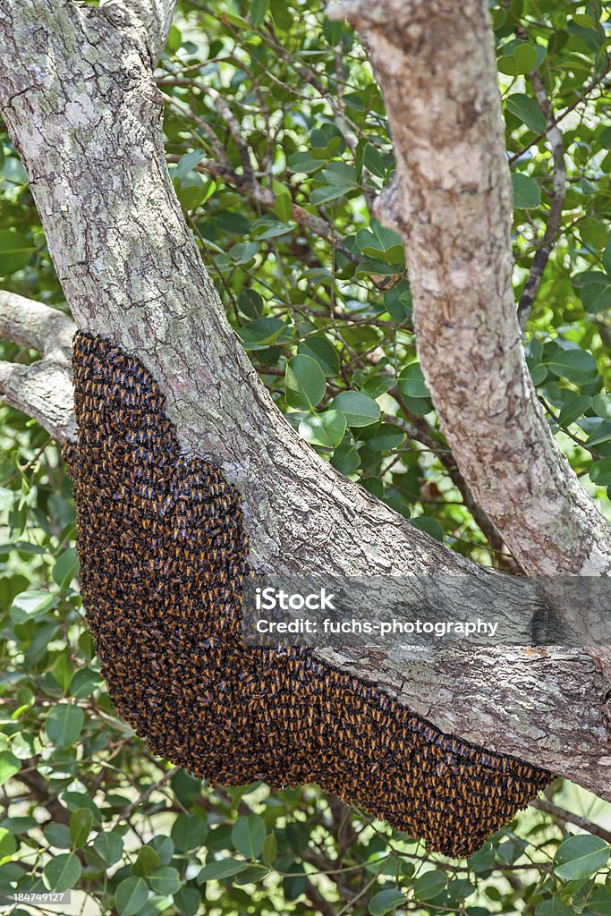 Дикая пчел в Шри-Ланку - Стоковые фото Азия роялти-фри