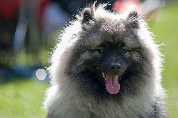 keeshound, keeshond - keeshond photos et images de collection