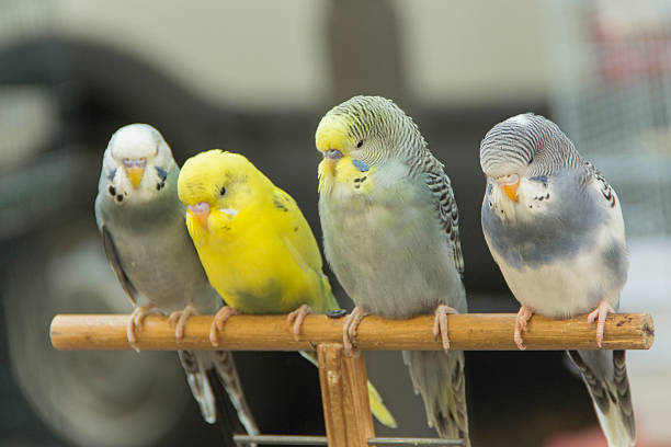 Four budgerigars in a row outdoors on the market stock photo