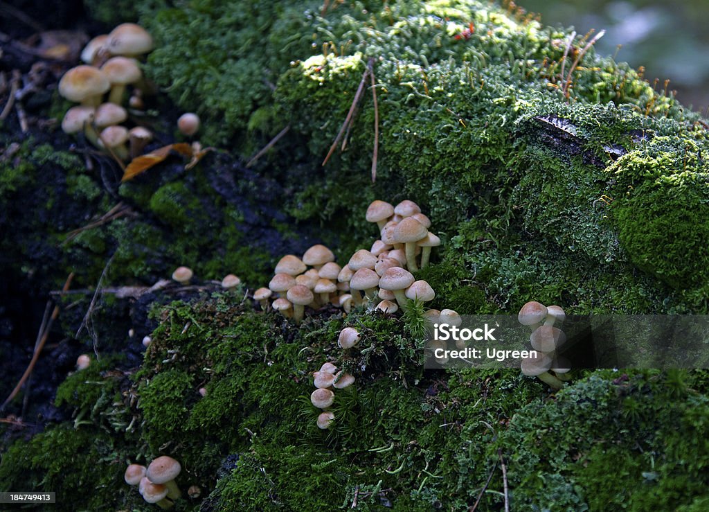 Toadstools - Royalty-free Agulha - Parte de planta Foto de stock