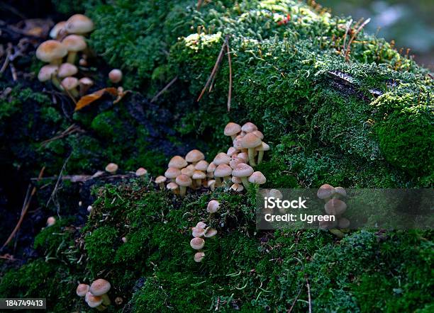 Toadstools - Fotografias de stock e mais imagens de Agulha - Parte de planta - Agulha - Parte de planta, Amanita parcivolvata, Assustador