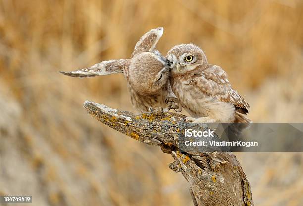 Little Owls Stock Photo - Download Image Now - Bird, Horizontal, Little Owl