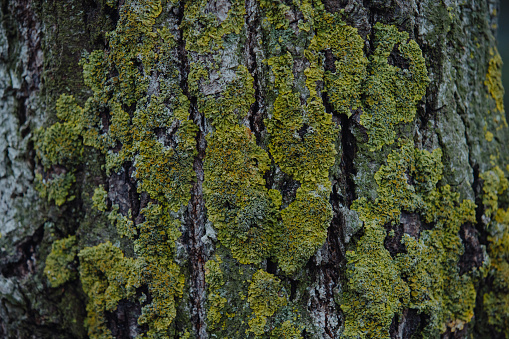 Xanthoria texture on the tree