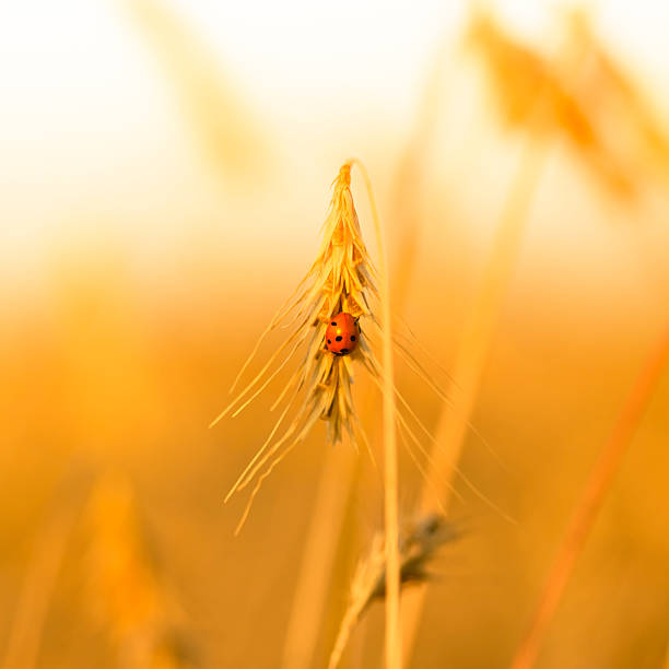 テントウムシにウィイートます。 - ladybug wheat nature insect ストックフォトと画像