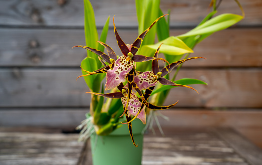 Plant cultivated in the Netherlands