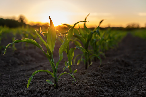 Young corn plants growing on the field during sunset. Selective focus.