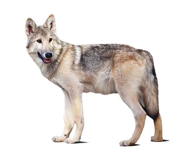 Standing gray wolf. Isolated over white background with shade