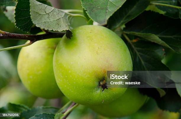 Apfel Foto de stock y más banco de imágenes de El mundo de la naturaleza - El mundo de la naturaleza, Fotografía - Imágenes, Fruta