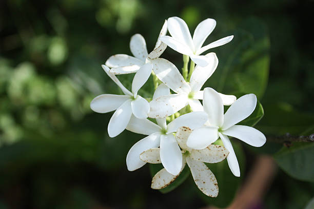 White flower stock photo