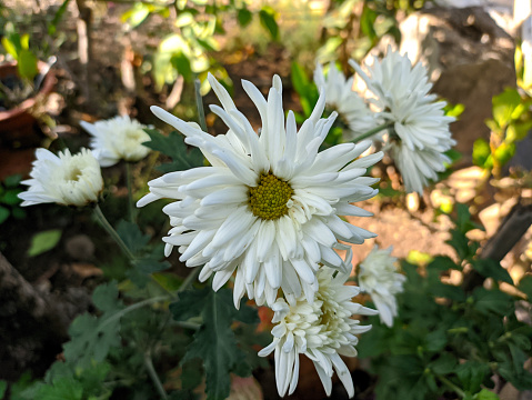 Close up of white dahlia pinnata flowers in the garden in the morning with green leaves in the background.