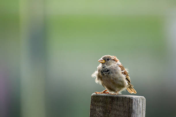 Young sparrow shocked stock photo