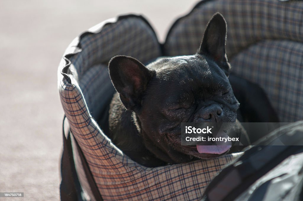 pug dog in bed Animal Stock Photo