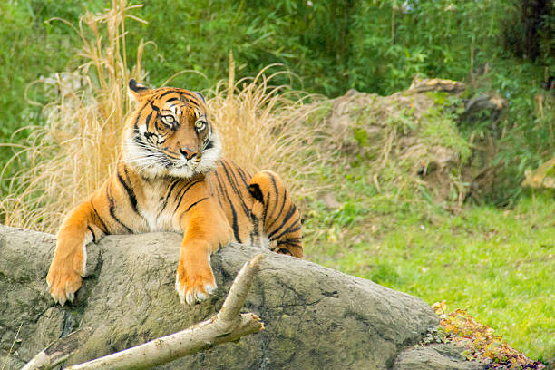 King of the Jungle - Sumatran Tiger stock photo