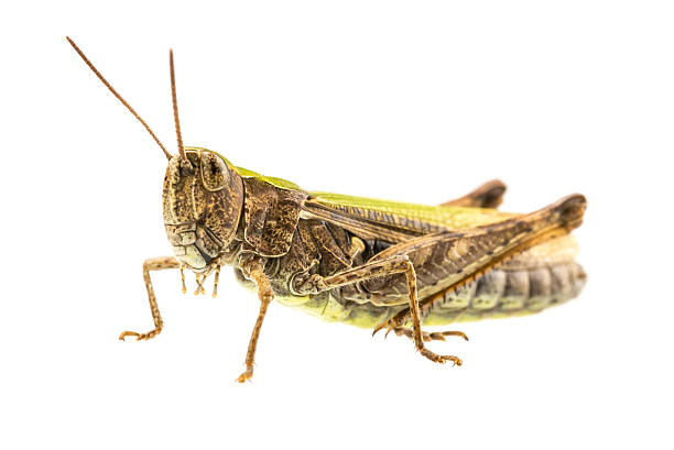 istock Macro shot of grasshopper 184750969
