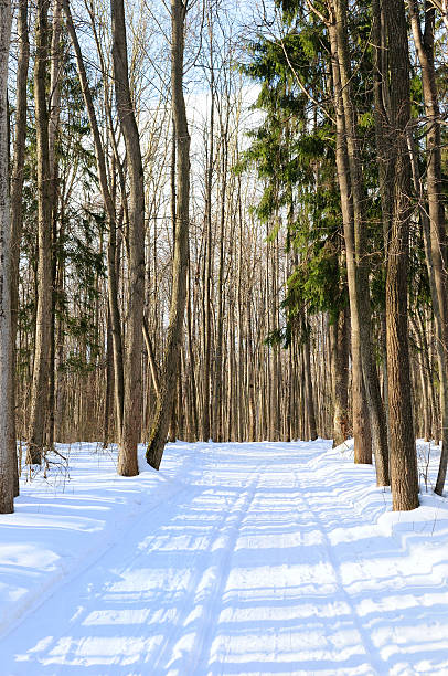 Estrada da floresta de Inverno - fotografia de stock