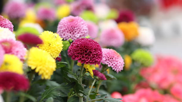istock Multiple Colorful Chrysanthemum Pompon Flowers 1847512091