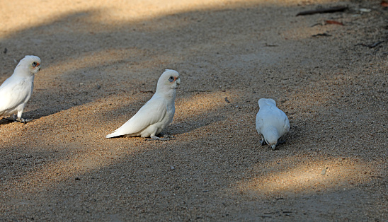 Cockatoo Parrot in Australia