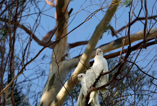 istock Cockatoo Parrot in Australia 1847512642