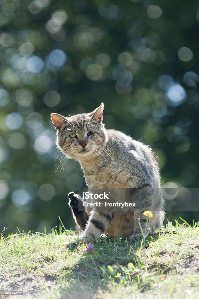 Бездомных cat без глаз - Стоковые фото Выживание роялти-фри