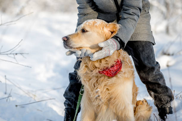 istock Woman'S Gloved Hands Holding Golden Retriever'S Muzzle In Winter 1847517026