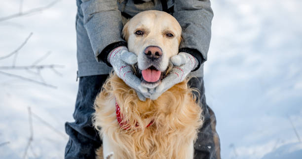 istock Woman'S Gloved Hands Holding Golden Retriever'S Muzzle In Winter 1847517027