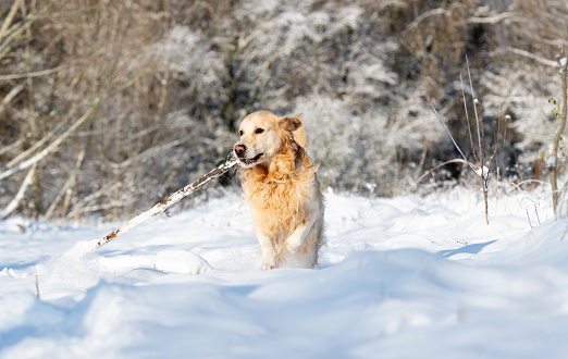 Golden Retriever Dog Plays With Stick In Winter Forest, Enjoying Snowy Fun