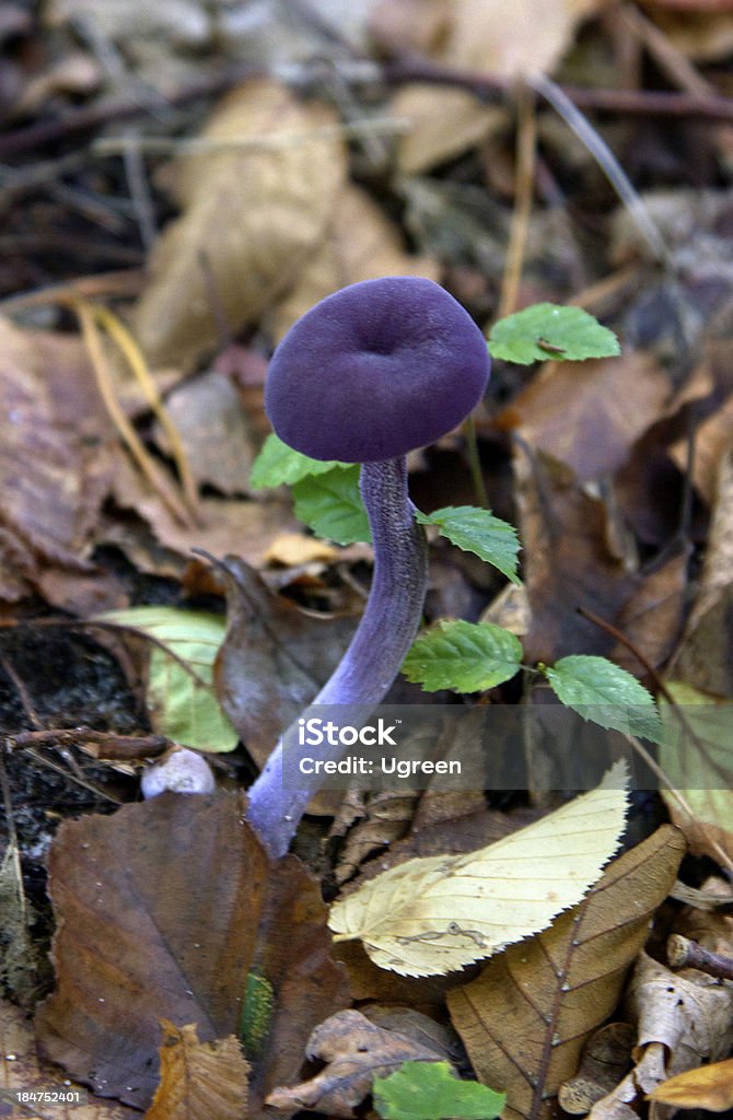 Fungo viola - Foto stock royalty-free di Ago - Articoli di merceria