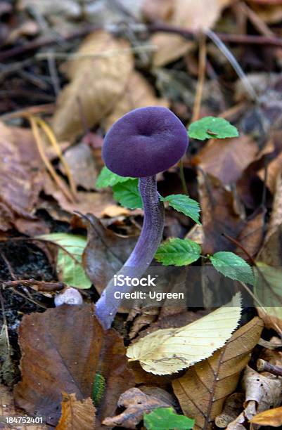 Fungo Viola - Fotografie stock e altre immagini di Ago - Articoli di merceria - Ago - Articoli di merceria, Ago - Parte della pianta, Amanita Parcivolvata