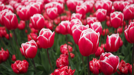 Tulip flowers in red and white color.