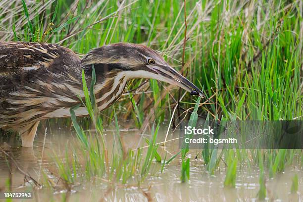 American Bittern Stockfoto und mehr Bilder von Saskatchewan - Saskatchewan, Sumpf, Abheben - Aktivität