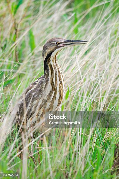 American Bittern Stockfoto und mehr Bilder von Abheben - Aktivität - Abheben - Aktivität, Bevölkerungsexplosion, Bittern - Bird