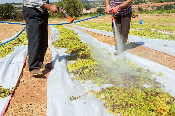 Photo of Sun drying grape process