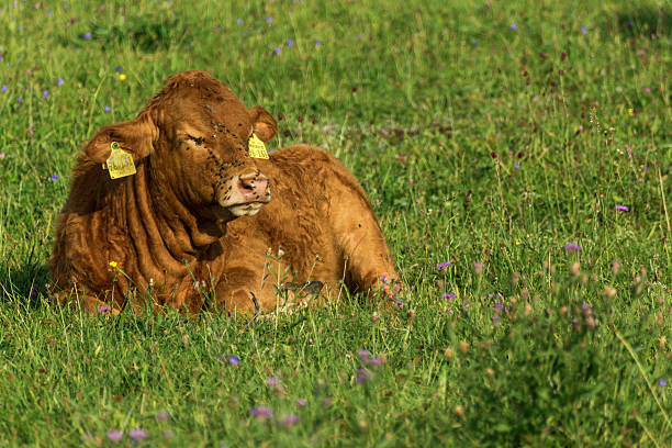 Young brown cow stock photo