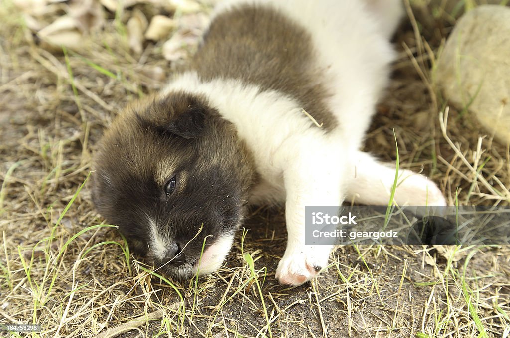 Filhote de cachorro dormindo - Foto de stock de Animal royalty-free