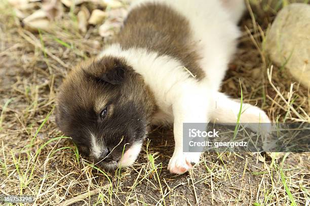 Foto de Filhote De Cachorro Dormindo e mais fotos de stock de Animal - Animal, Animal de estimação, Beleza