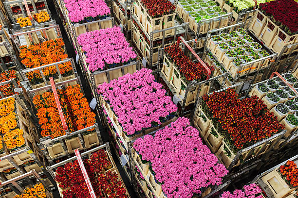 Crates with colorful flowers and plants on a Dutch flower auction