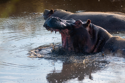 Hippo standing shoulder deep in water with an Ox Pecker on its nose
