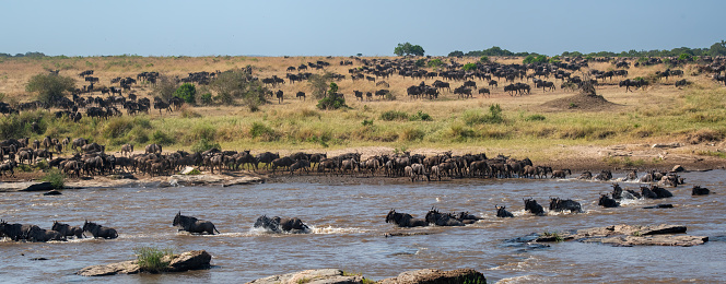 Wildebeest on safari in Kenia and Tanzania